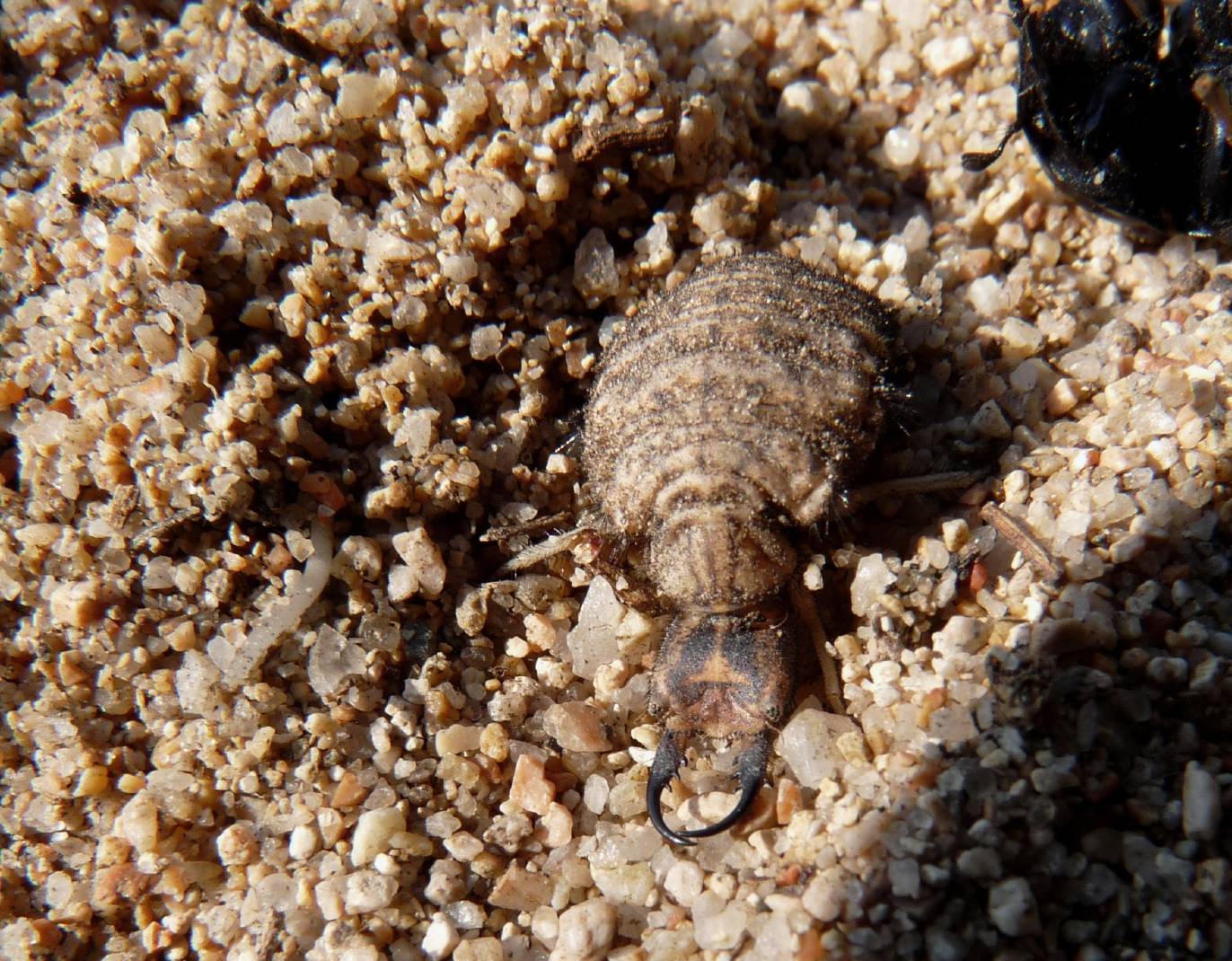 [Acanthaclisis occitanica larva] Tagliole nella sabbia